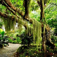 green forest 