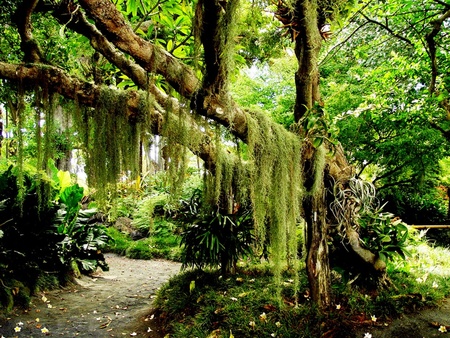 green forest  - green, moss, forest