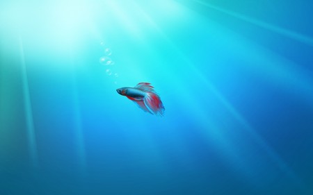 Fish In Underwater !!! - widescreen, abstract, 3d-art, blue, underwater, wds, fish