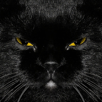 Black Cat