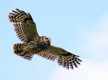 Barred Owl Flying - owl, barred owl, animals, birds