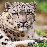 Beautiful Snow Leopard