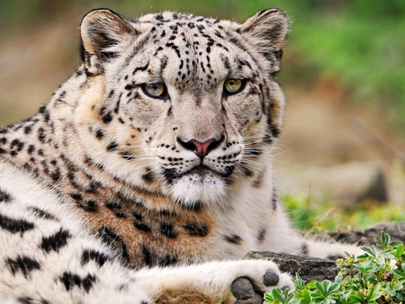 Beautiful Snow Leopard - leopard, cat, snow, cats, animal