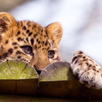 Amur Leopard Kitty