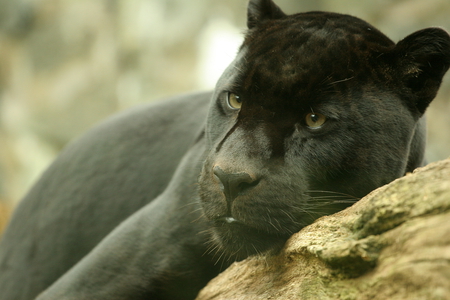 Lovely Panther - panther, big, leopard, cats, animal, black, jaguar, cat