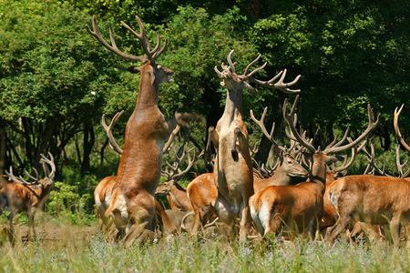 rivals - trees, animal, family, deer, grass