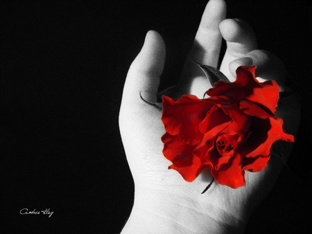 Rose for You - still life, rose, red, hand