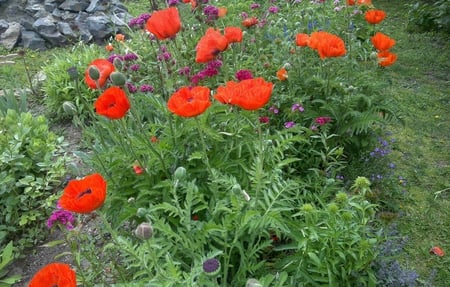 Poppies - nature, red, field, flowers, poppies