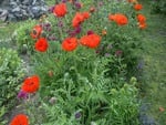 Poppies