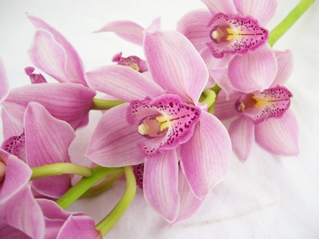 Orchid - romantic, orchid, stem, tropicalflower, lavender