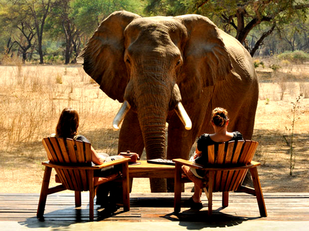 Africa's magnificent - beautiful, africa, elephant, women