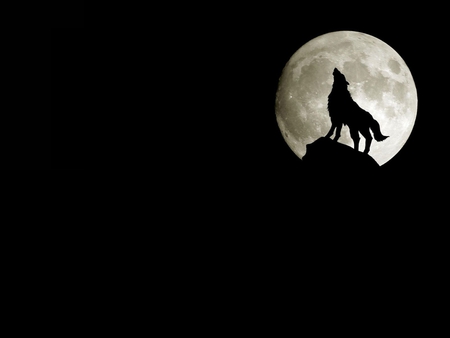 Wolf - wolf, loup, lune, noir