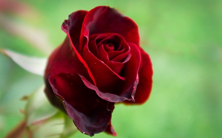 Wild red rose - red, flower, rose, love, passion, nature, green