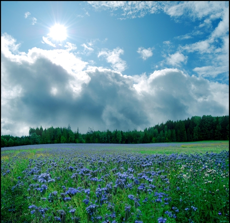 Summer Day - nature, landscape, day, summer, flowers, field