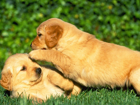 WE ARE PLAYING - wow, animal, animals, cool, nice, pet, beautiful, puppy