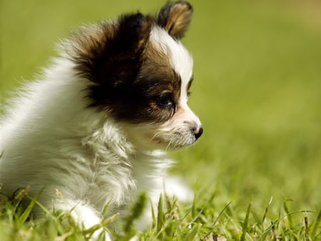 CUTE PUPPY - wow, nice, puppy, cool, animals, beautiful, animal, pet