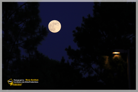 Full Moon in Los Angeles - moon, sky, full, los angeles, night, tree