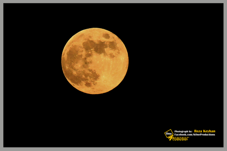 Full Moon in Los Angeles - moon, full, night, los angeles, tree, sky