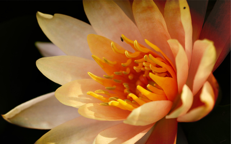 Water Lily - nature, lotus, lily, water lily, beautiful, flowers