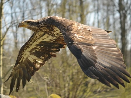 BIG ACVILA - big, acvila, eagle, bird