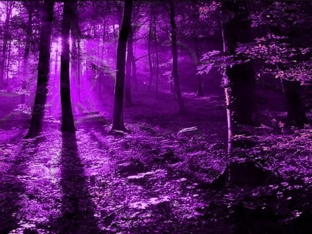 PURPLE FOREST - purple, sunlight, forest, trees