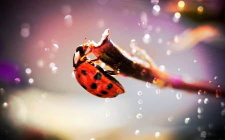 Ladybug - drop, ladybug, photography, drops, nature, twig, macro, ladybird, beetle