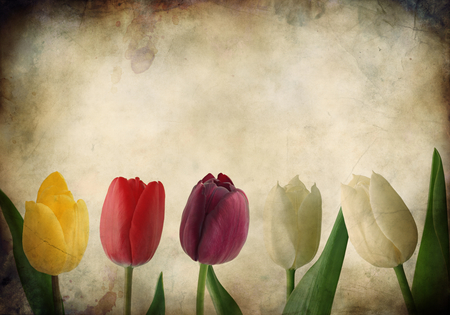 display of tulips - nature, pretty, colorful, flowers, artistic