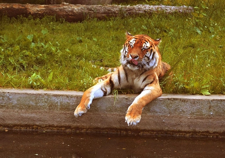 Tiger - tiger, cool, relaxing, picture