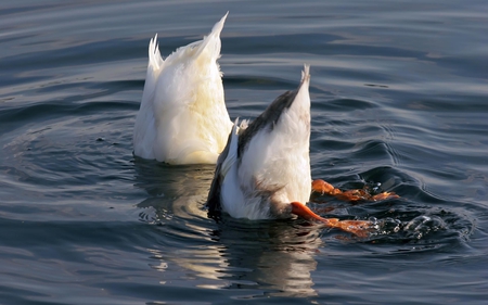 Ducks - picture, ducks, cool, funny