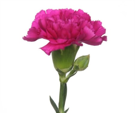 Pink Carnation - carnation, spicy, stem bud, love, flower, petals, sweet