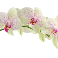 Orchid