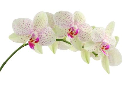 Orchid - white, exoctic, romantic, petals, romance, flower