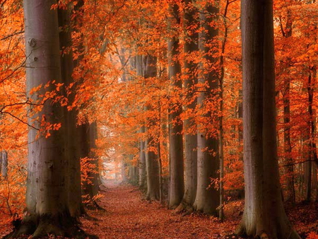 October forest - autumn, tall, trees, red, orange, color, path, trunks