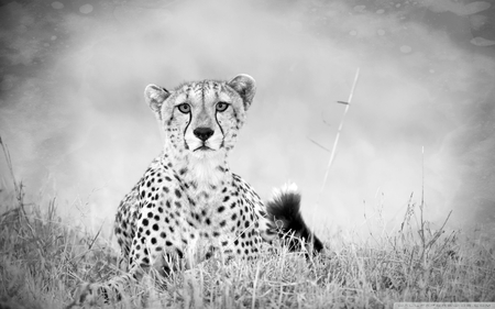 Cheetah Monochrome - animal, cheetah, monochrome, beautiful