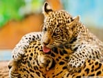 Jaguar cub and mother