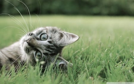 Gato na grama - green, cute, grass, cat