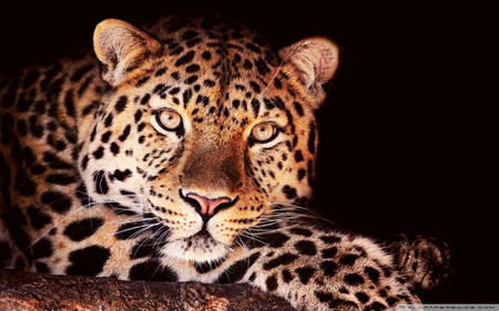 Leopard - animal, leopard, beautiful, wild