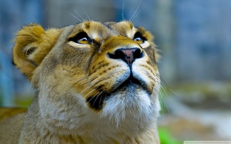 Lioness Face - animal, face, lioness, beautiful