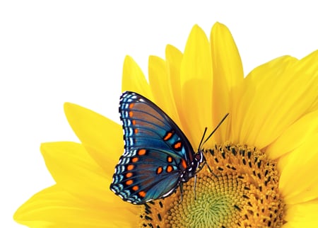 BUTTERFLY SUNSHINE - butterfly, flower, yellow, sun