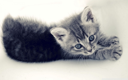 Sweet Kitten - animal, monochrome, kitten, sweet