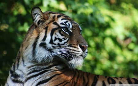 Tiger - animal, nature, tiger, beautiful