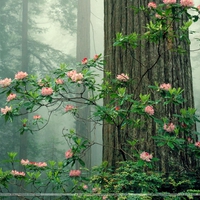Rhododendrons in Bloom, Redwood National Park, California