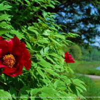 Red Flower on a Green Tree Near Lake