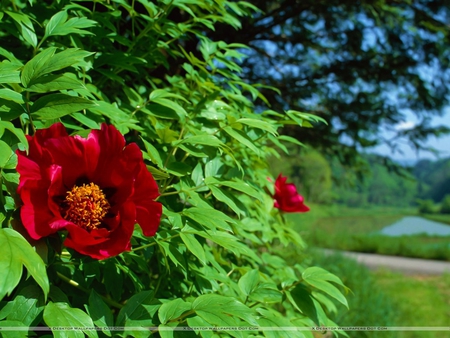 Red Flower on a Green Tree Near Lake - red flower, greenery, lake, tree