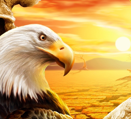 EAGLE EYE - eagle, golden, watchful, eye, sea