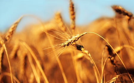 Wheat - nature, wheat, field, bread, gold