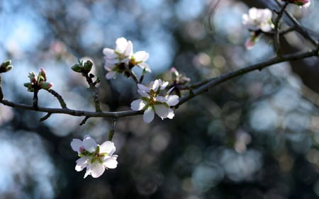 Apple buds - nature, buds, flowers, apple, spring