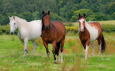 Three amigos - trees, brown and white, field, white, horses, three, brown, friends, grass