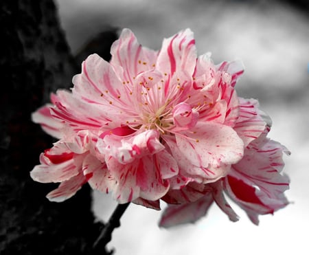 Cherry Bloom - white, petals, red, trunk, cherry, flower