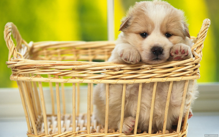 Souvenir - puppy, animals, dog, wallpaper, funny